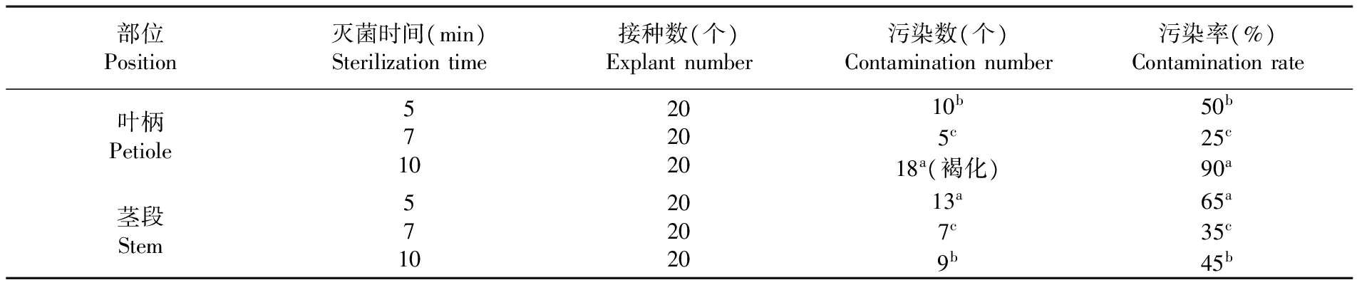 金鑽蔓綠絨的午夜成人免费视频苗繁殖生產技術研究