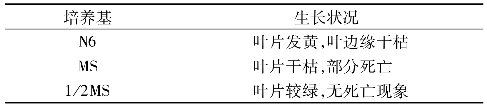 午夜成人免费视频架