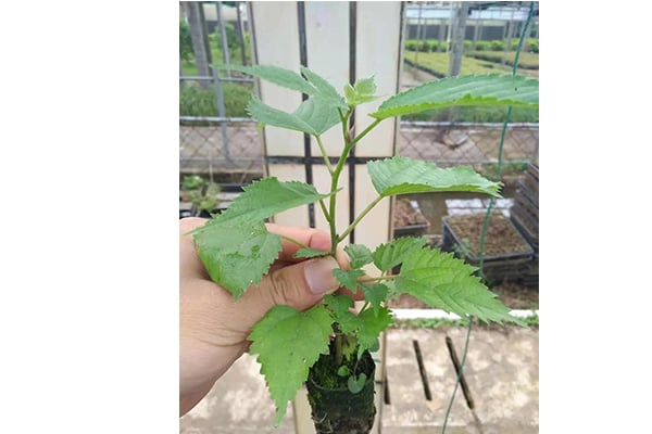 構樹的價值及其午夜成人免费视频方法