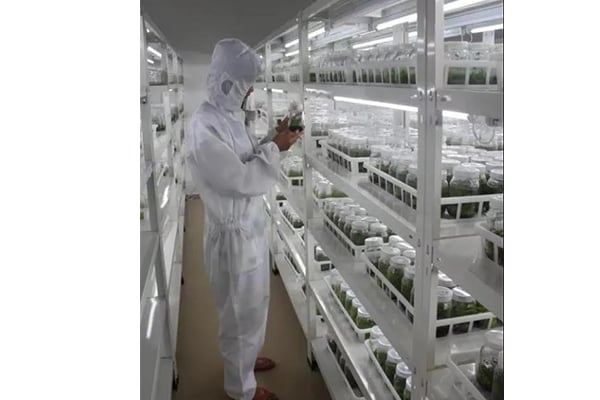 哪些因素影響木本植物的午夜成人免费视频技術