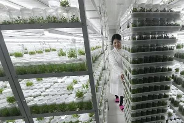植物午夜成人免费视频培養室基本原理
