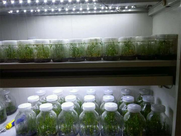 影響木本觀賞植物午夜成人免费视频技術的要素分析