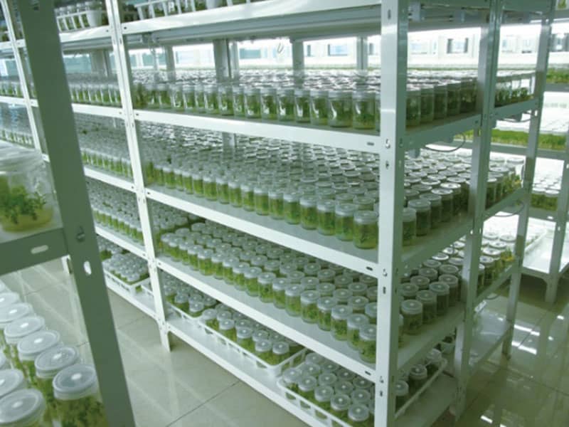 午夜成人免费视频設備廠家講解：無性繁殖的特點，與有性繁殖的差別?