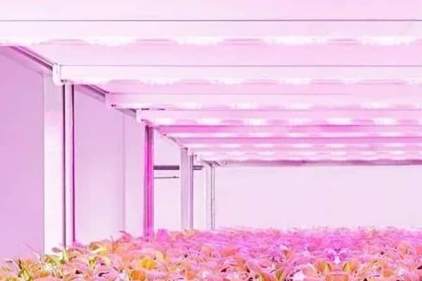 植物組織培養研究性課程教學探索與實踐