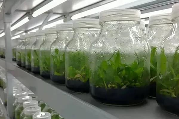 午夜成人免费视频設備根據不同植物添加不同元素