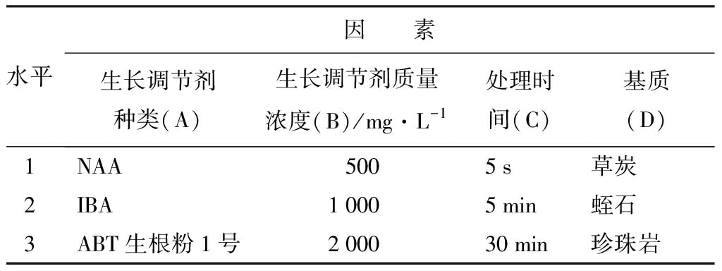 輪生冬青午夜成人免费视频苗微枝試管外生根技術
