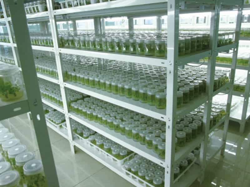 午夜成人免费视频設備廠家午夜理论片福利講解原生質體的應用