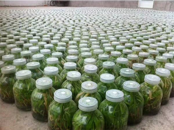 午夜成人免费视频瓶高效消毒劑S105使用說明書