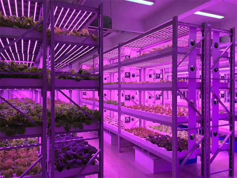 植物組織培養的條件，快來看看吧!