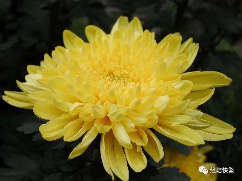 菊花的午夜成人免费视频